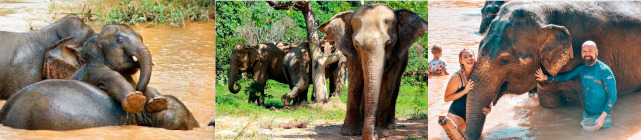 Elephant Sanctuary Phuket